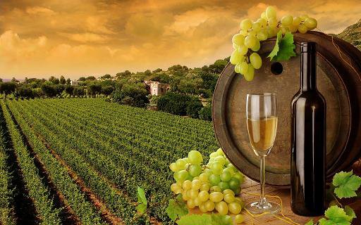 Профессии сферы гостеприимства: Менеджер по экспорту вин - Wine Export Manager